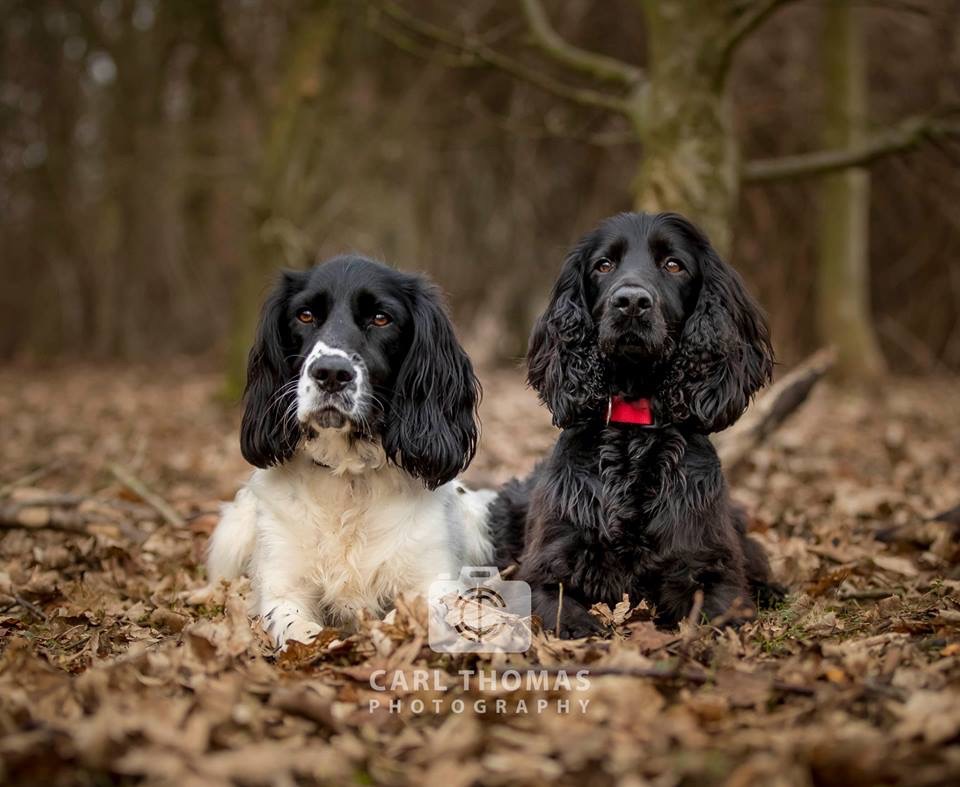 Two dogs in forest leaves