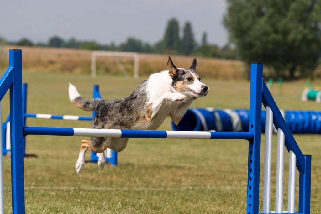 Brown and white dog jumping over blue high agility fence
