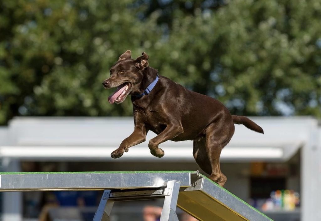 Dog jumping over ramp