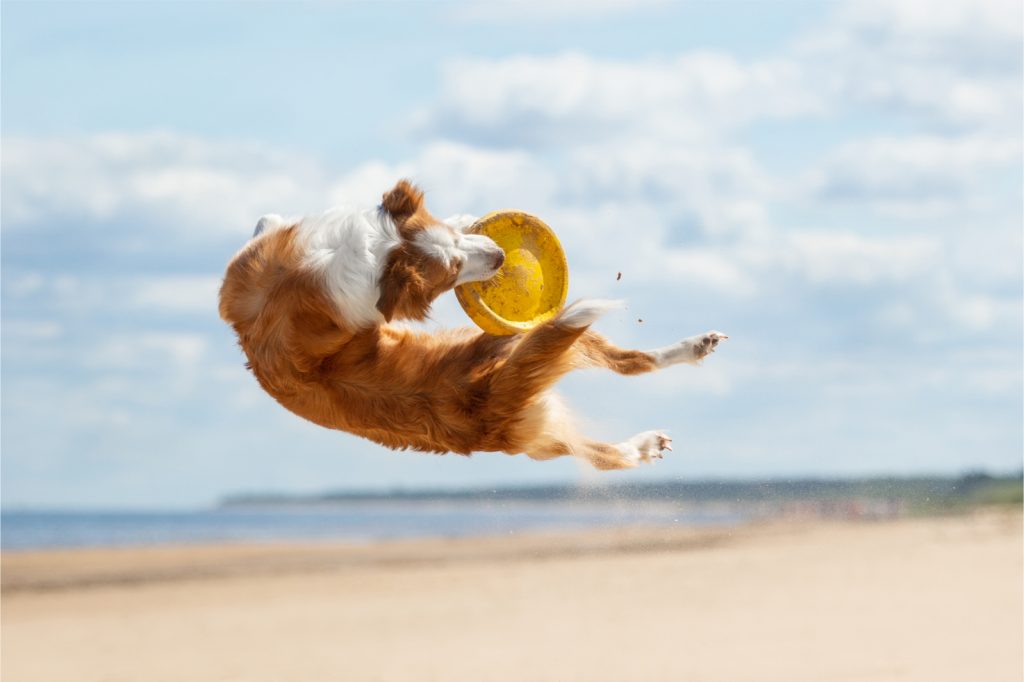 Dog catching frisbee on beach