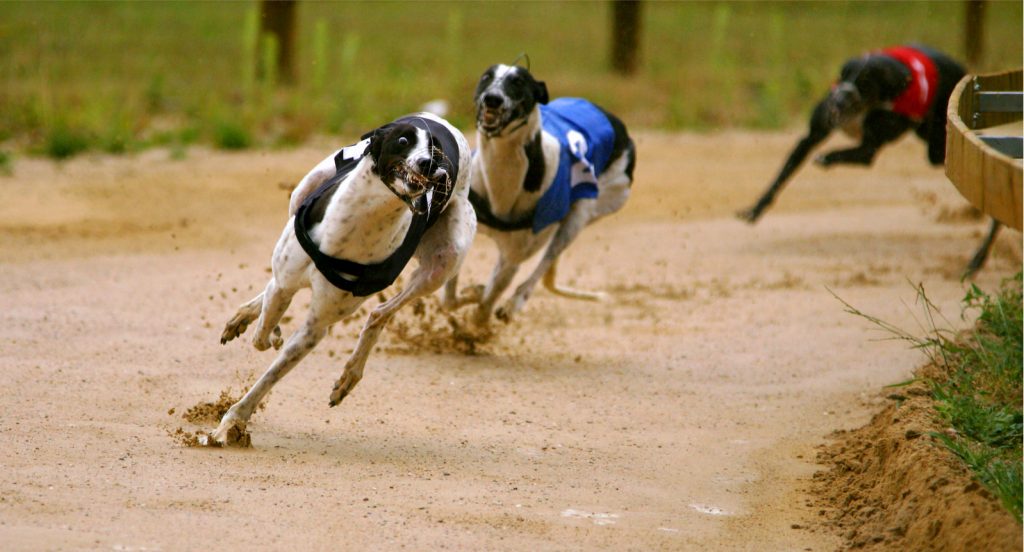greyhounds racing around track