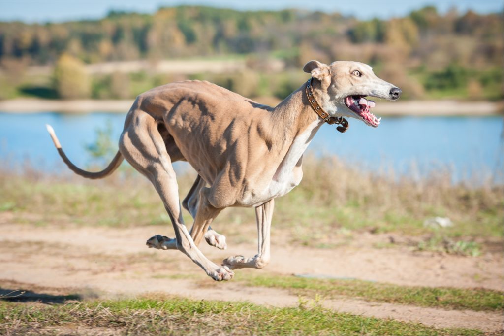 Greyhound racing 