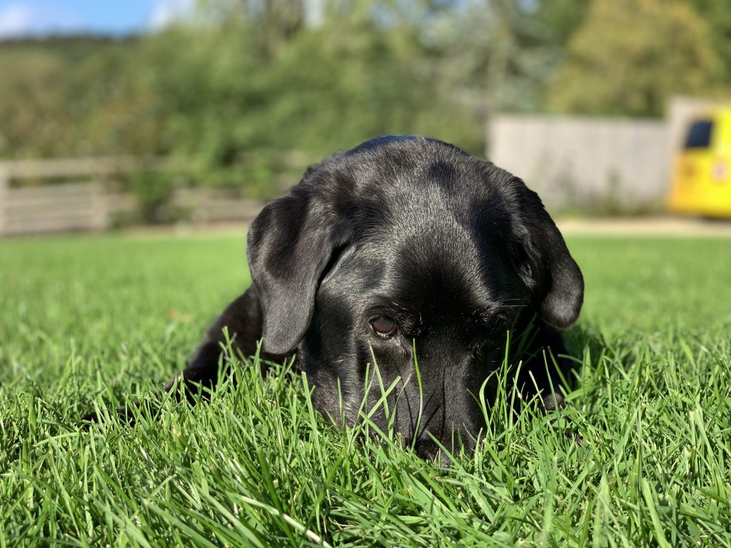 Lexi as a puppy in the grass