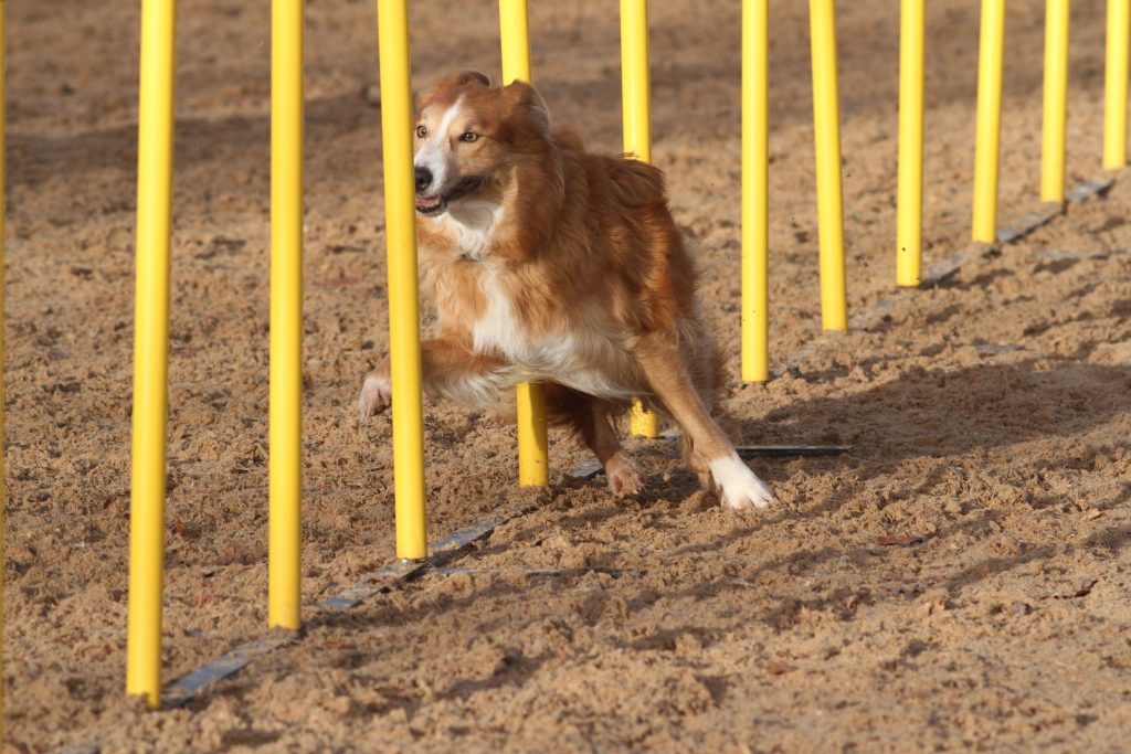 Dog weaving through yellow posts