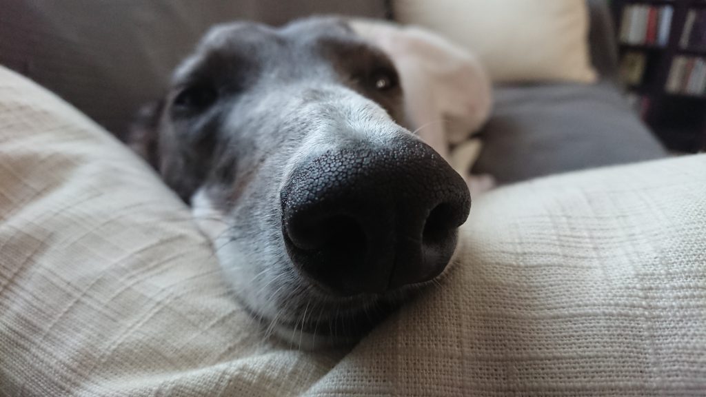 Rocky the greyhound on the sofa