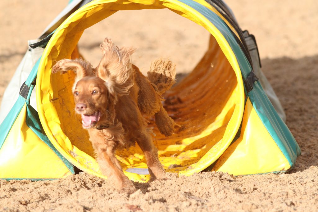 Dog running through tunnel on beach