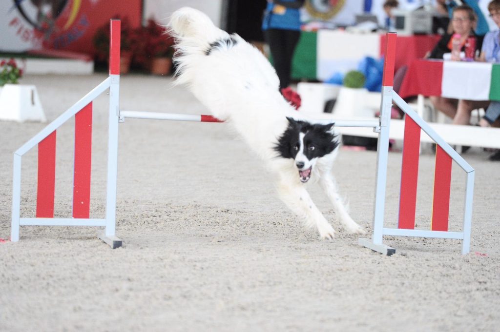 Black and white dog jumping over agility fence