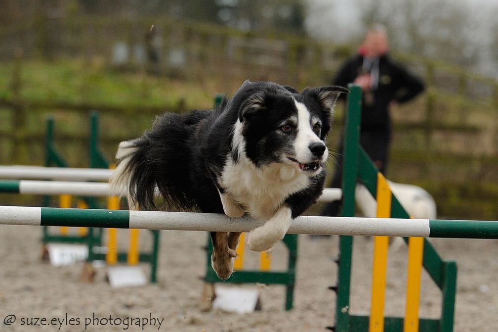 Star the dog jumping over pole