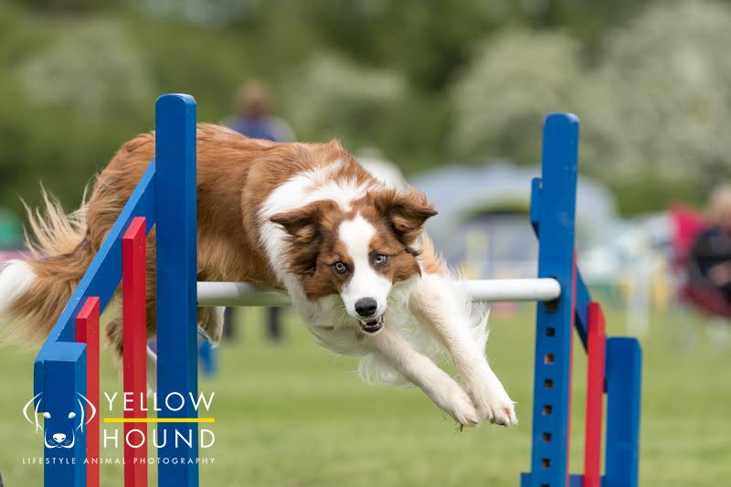 Dog jumping over agility fence
