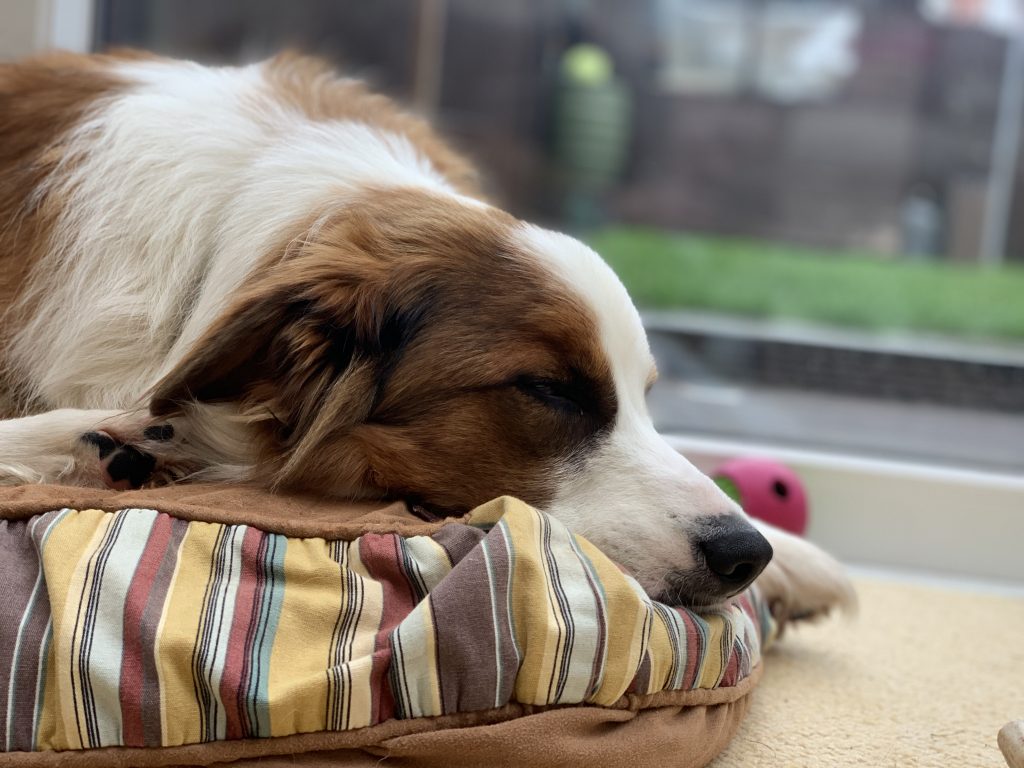 Sleeping dog on cushion