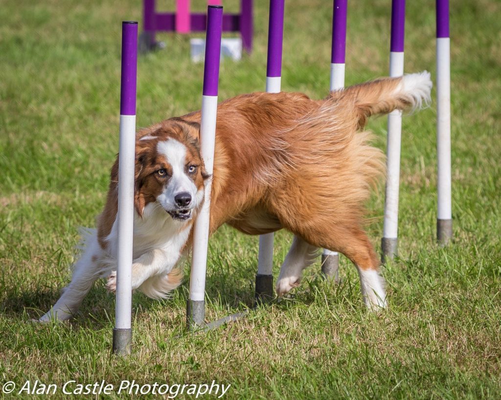 Dog weaving through purple agility posts