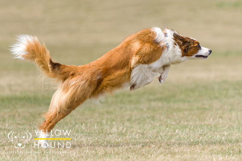 Leaping dog on grass