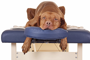Image of dog on massage bed