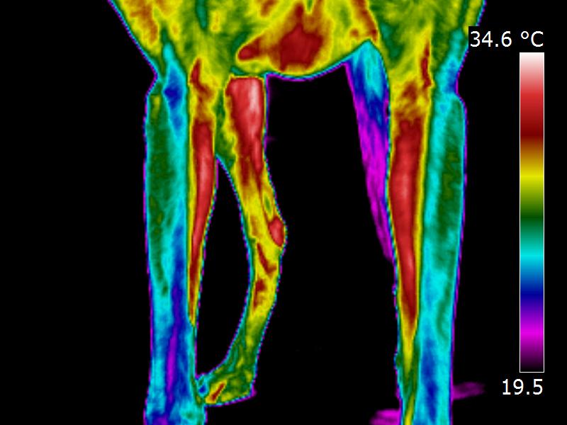Limbs Thermal Image