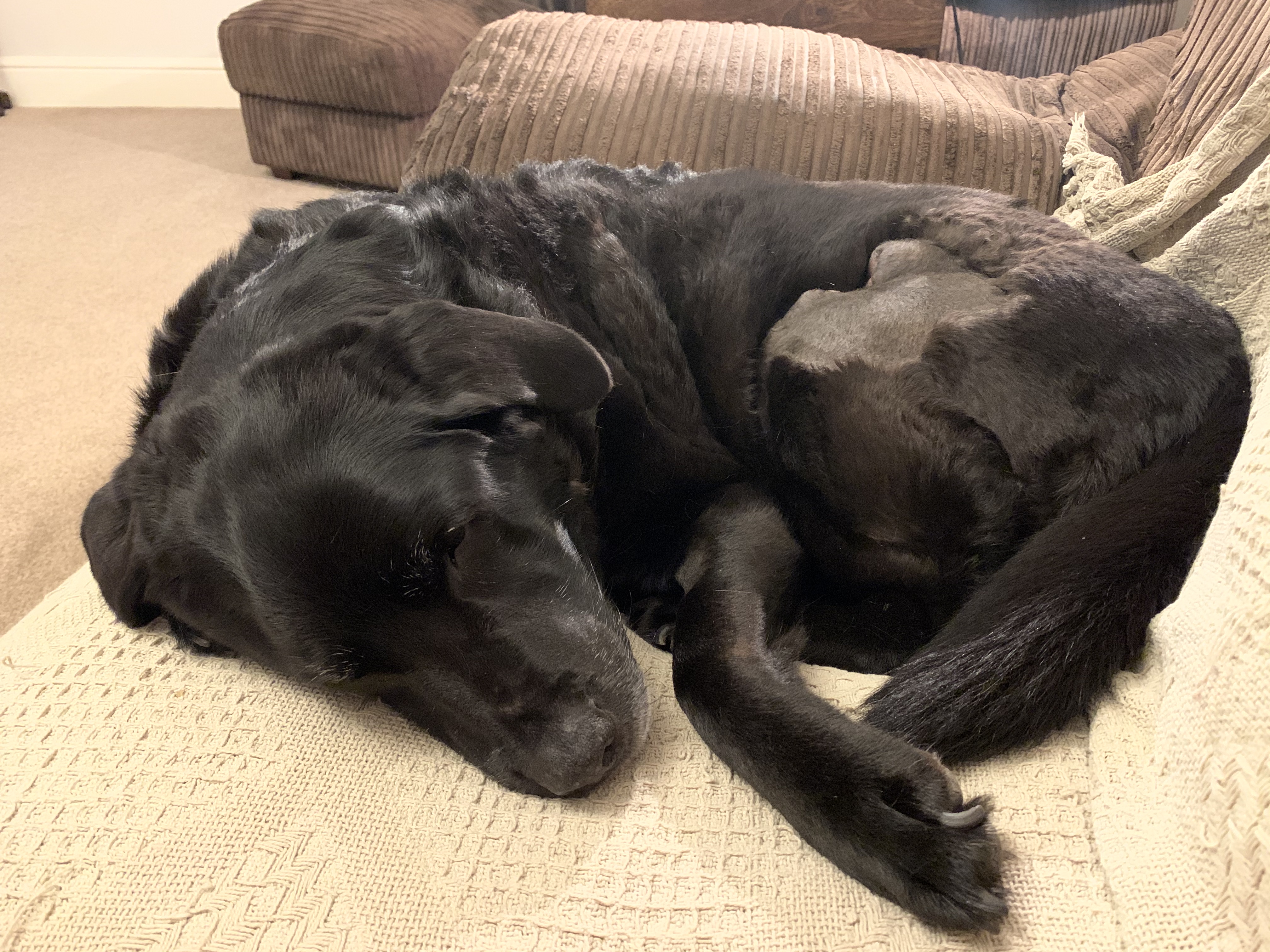 Canine Massage for Orthopaedic Conditions Paw Vida Holistic Therapies