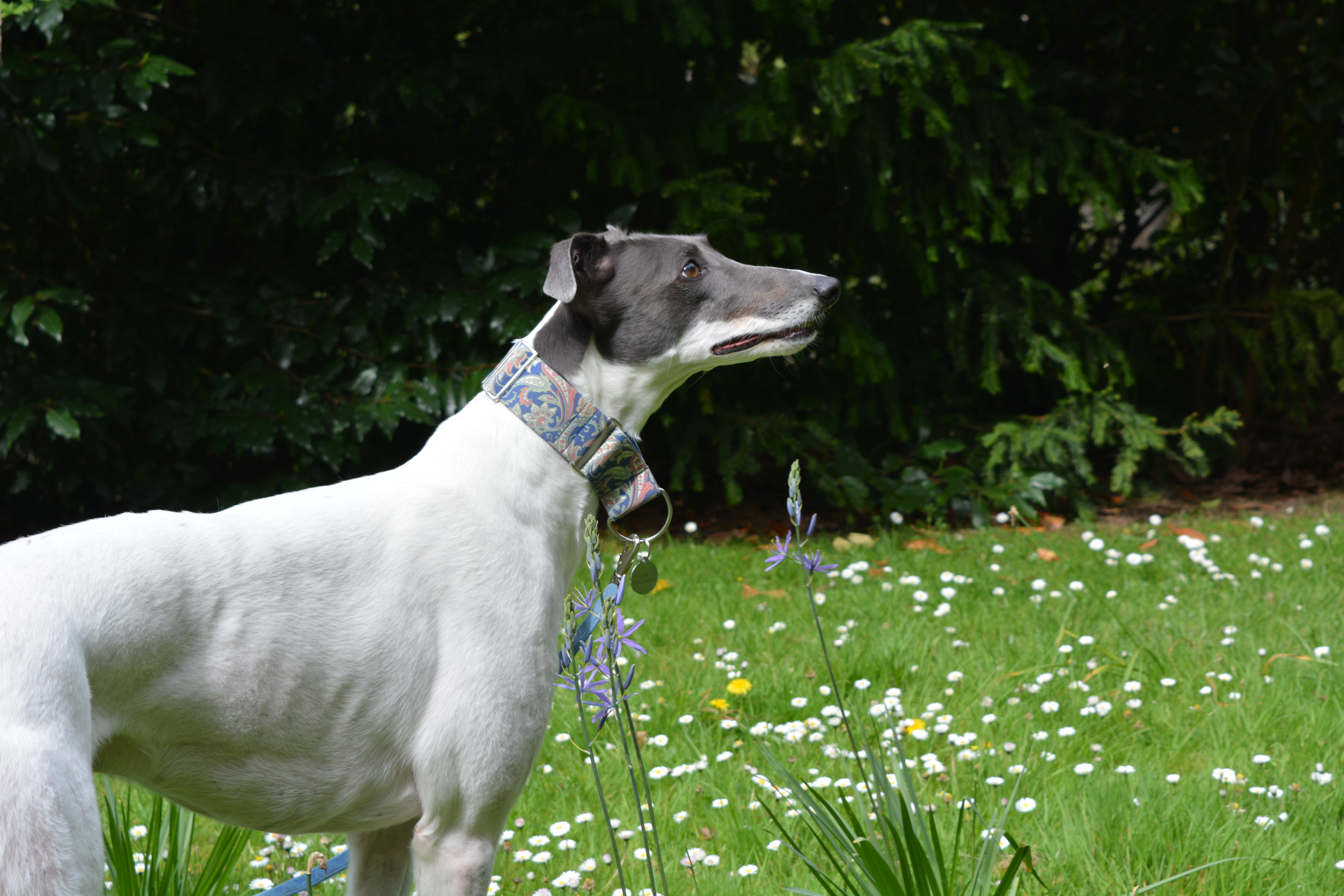 Re-homed Greyhound